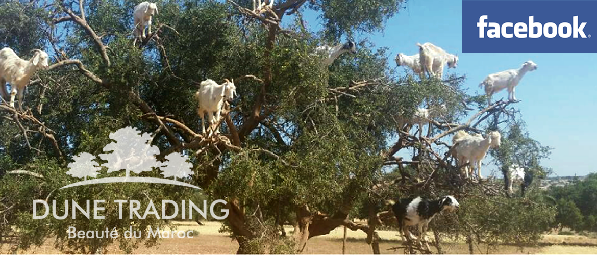 DUNE TRADING / デューントレーディング 公式facebook